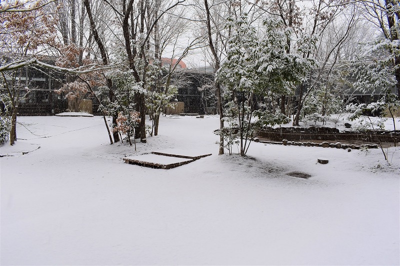 幼稚園の園庭もすっかり雪化粧。